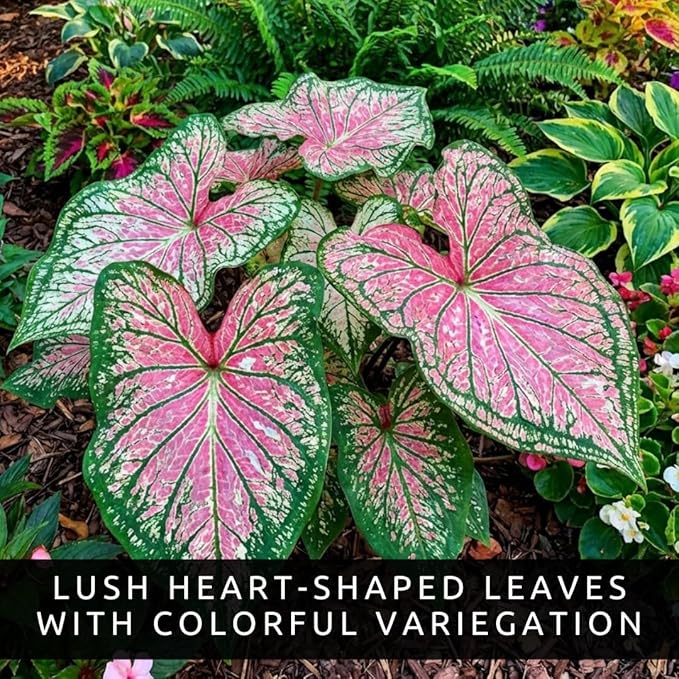 Two Spicy Lizard Caladium Bulbs for Planting – Colorful Tropical Foliage Plants – Shade Loving Indoor Houseplants for Containers, Patio & Garden Decor (2 Bulbs)