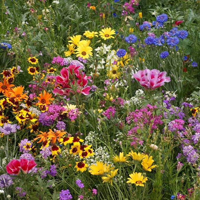 Outsidepride Low Growing Wildflower Seeds - 1 lb Dwarf, & Short, Diverse Perennial & Annual Wild Flower Seed Mix with Long Bloom Season for Colorful Display that Thrives on All States