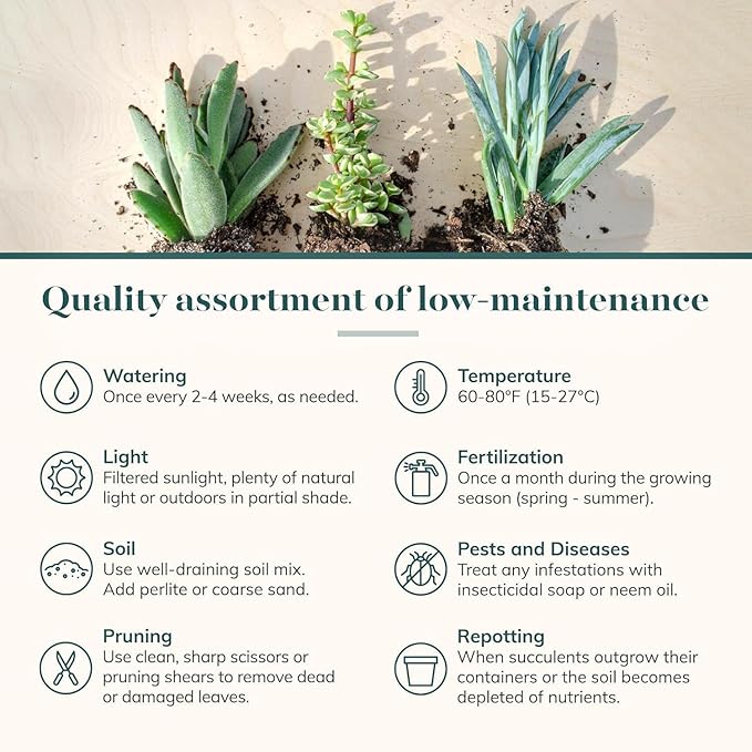 Shop Succulents Endless Summer Succulent Pack Collection - Live Mini Succulent Plants, Low Maintenance, Colors & Textures - Wedding and Party Favors, Gift & Garden, Pack of 20