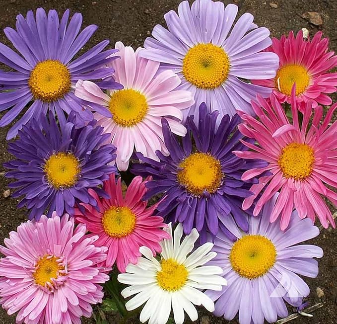 China Asters Seeds - Mixed Single Asters