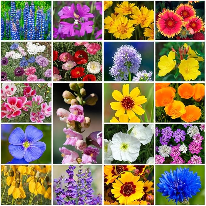 Park Seed Grow Your Own Vibrant Annual and Perennial Wildflower Garden Seeds Mixture, Easy to Grow Varieties for Pollinators and Spring Gardens - Western Regional Mix, 10 lbs