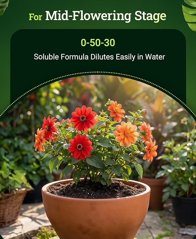 FoxFarm Beastie Bloomz Water Soluble Fertilizer for Mid-Flowering Stage, High Phosphorus Fertilizer 0-50-30, Supports Blossom Development, Easily Dilutes in Water, Ideal for Hydroponics & Soil, 6 oz