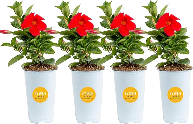 Costa Farms Live Mandevilla Outdoor Plants, 4-Pack of Red Flowering Vines in 1.5 Pint Pots, Tropical Perennial for Patio, Trellis & Balcony Decor, Pollinator Friendly, 12-14 Inches Tall