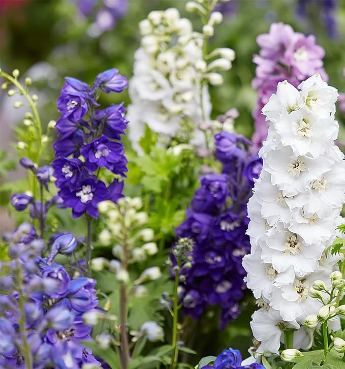 Pacific Giant Delphinium Mixed Colors Seeds - 250+ Seeds