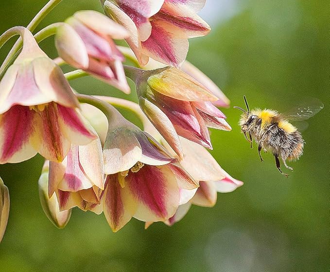 Sicilian Honey Lily Bulb - 1 Bulb - Beautiful Flower!