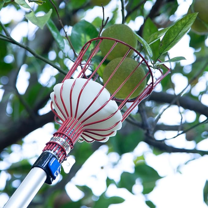 13 Foot Fruit Picker with Basket, 20 Foot High Reach and Easy to Attach Extension Pole for Apple, Orange from Trees (13Ft Fruit Picker)