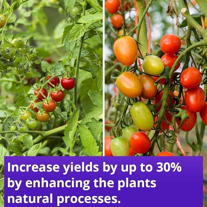 Humboldts Secret Sweet & Sticky – Carbohydrate and Saccharide Energy Source – Energy for Plants – (32 oz) w/Flower Stacker – Best Flowering Formula for Bigger Harvests - Flowering Plant Food (32 oz)