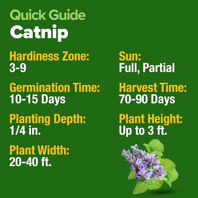 HOME GROWN Catnip Seeds (2 Pack) Heirloom Herb 4232 Seeds - Indoor or Outdoor Seed - High-Germination Cat Nip - Cat Safe Plants (Nepeta cataria)