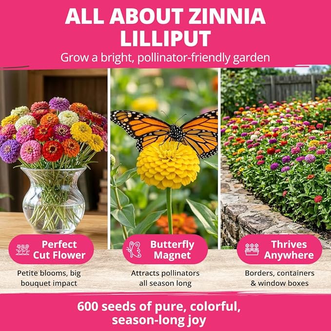 HOME GROWN Zinnia Lilliput Mix Flower Seeds – 600 Seeds (4g) Zinnia elegans – Colorful Dwarf Zinnia Seed Mix for Planting Spring 2026 for Garden Beds, Containers & Cut Flowers, Easy Grow Zinnia Seeds