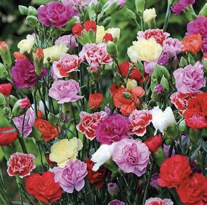 Carnation Chabaud Mix Seeds - 275 Seeds Carnations Have an 8 Week Blooming Period - All Zones