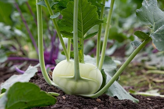 Giant White Kohlrabi Seeds for Planting - Plant & Grow 300 Heirloom Kohlrabi Seeds Home Outdoor Garden - Great Gardening Gift, 5 Packets