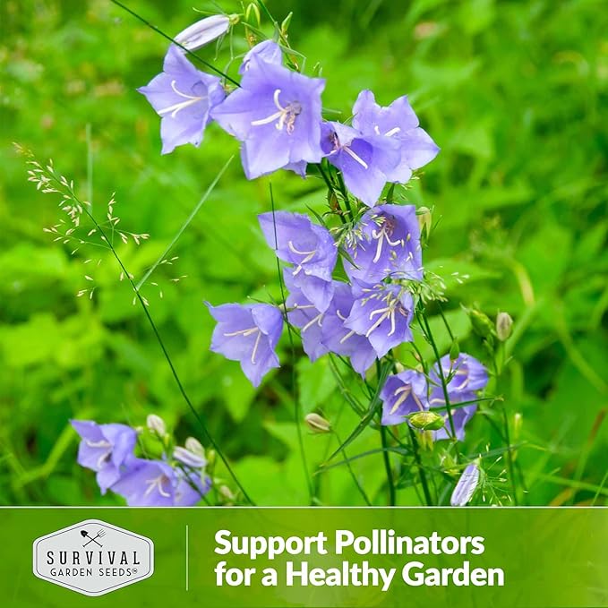 Survival Garden Seeds Tussock Bellflower Seed for Planting - 1 Packet with Instructions to Plant and Grow Campanula carpatica in Your Home Flower Garden - Non-GMO Heirloom