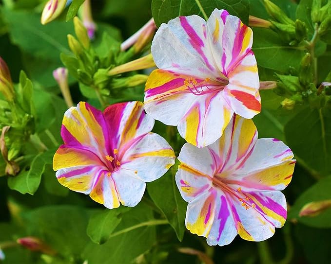 UtopiaSeeds Broken Colors Four O'Clock Seeds - Mirabilis Jalapa - Heat and Drought Tolerant Flowers