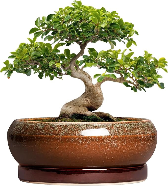 Bonsai Pots 13 Inch - Large Ceramic Succulent Planter for Indoor Outdoor, Round Shallow Planters with Drainage Hole and Saucer, Large Succulent Pots, Patio Decor, Garden Gifts, Retro Brown