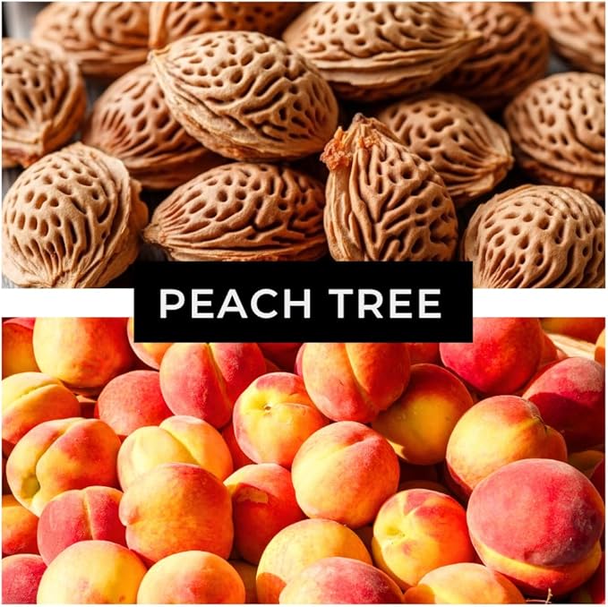 Peach Tree Seeds – Easy to Grow, Hardy, Delicious Fruit, Perfect for Garden Planting, Beginner-Friendly, Fast-Growing, Ideal for Fresh Peaches & Cooking (12 Seeds)
