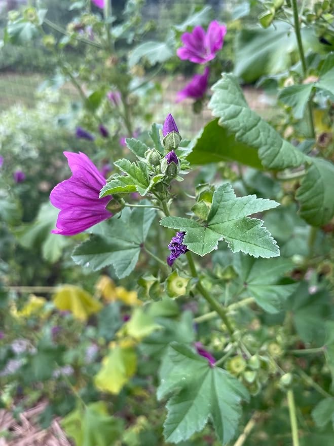 Plant Good Seed Common/Swedish Mallow Seed - Pack of 100 Heirloom Seeds for Planting Flowers - Gardening Supplies, Wildflower, Hollyhock, Herb Garden - Non-GMO, Open Pollinated, from USA