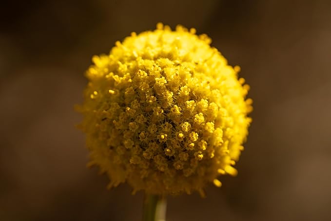Plant Good Seed Organic Craspedia/Billy Buttons Seeds for Planting: Perennial Flower, Yellow Blossoms - 40 Seed Packet