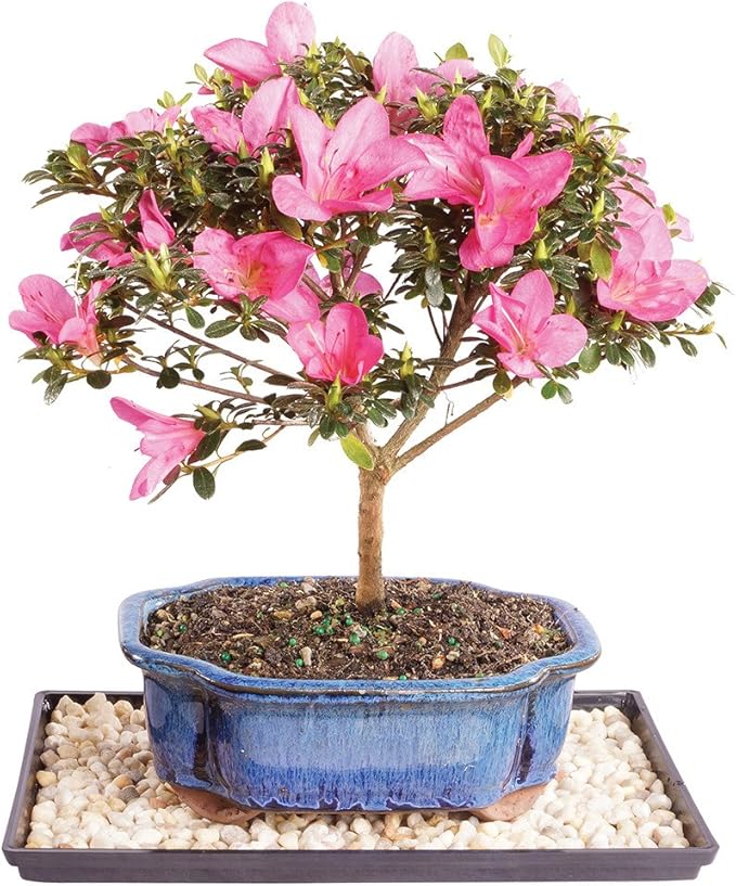 Brussel's Bonsai - Live Satsuki Azalea Bonsai Tree with Bonsai Pot and Humidity Tray, Outdoor Flowering Bonsai Tree Live Plant, 6 Years Old, 8-10 Inches Tall, Easy Care Plant (Medium)