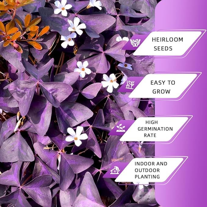 Purple Shamrock Bulbs 12 Pcs Good Luck Purple Oxalis Bulbs for Planting Indoor and Outdoor Oxalis Triangularis Shamrock Plants for Fall Planting
