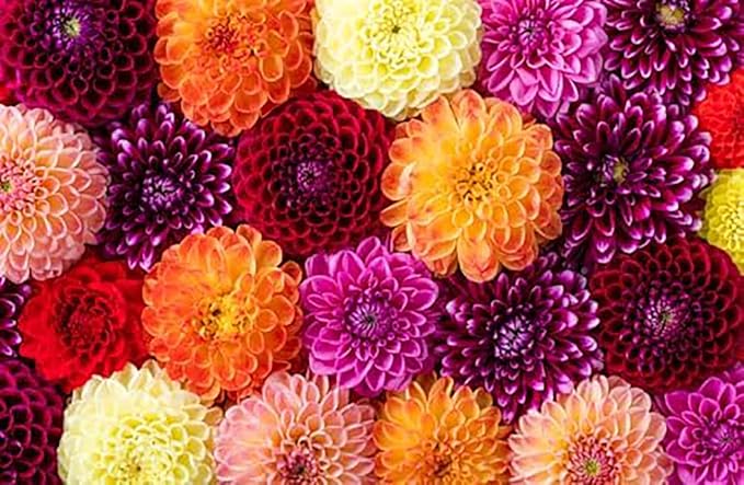 Seattle Dahlia - Large Tuber