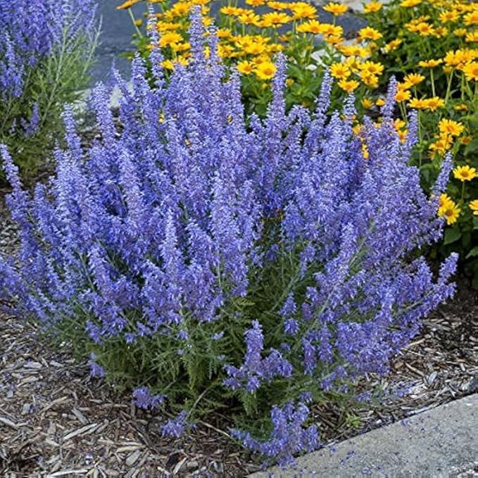 100 Pcs Blue Steel Russian Sage Seeds, Drought-Tolerant Perennial with Sky Blue Flowers, Perovskia atriplicifolia for Landscaping, Garden Borders, Pollinator Plants & Low-Maintenance Shrubs