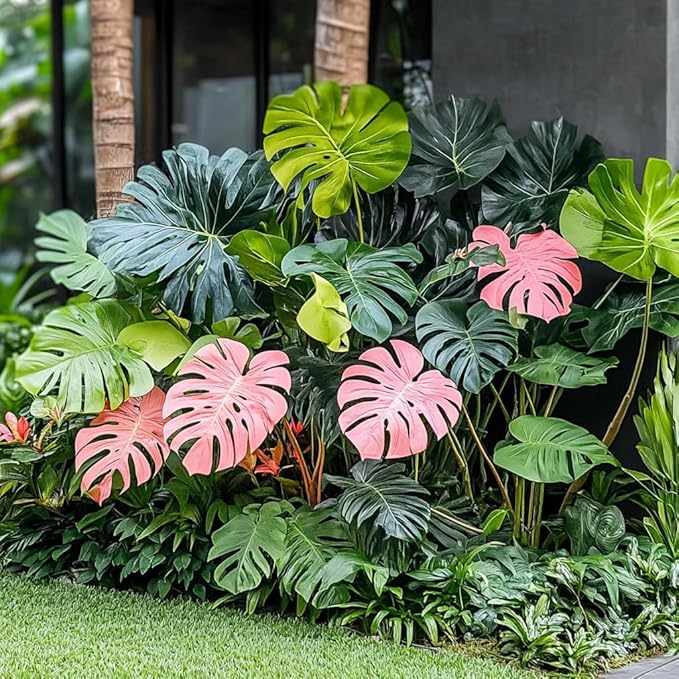 Rare Monstera Seeds Deliciosa, Pink and Green Tropical Leaves, Garden Landscaping
