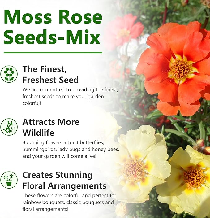 LUOJIBIE Moss Rose Seeds, 20,000+ Bulk Flower Seeds for Planting Outdoors(99% Pure Live, Non-GMO), Mixed Colors and Large Blooms, Attracts Pollinators, Easy to Grow