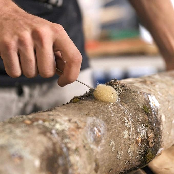North Spore Organic Shiitake Outdoor Mushroom Log Growing Kit | Includes 100 ct. Bag of Plug Spawn | Complete Log Starter Kit with Instructions | Handmade in Maine, USA