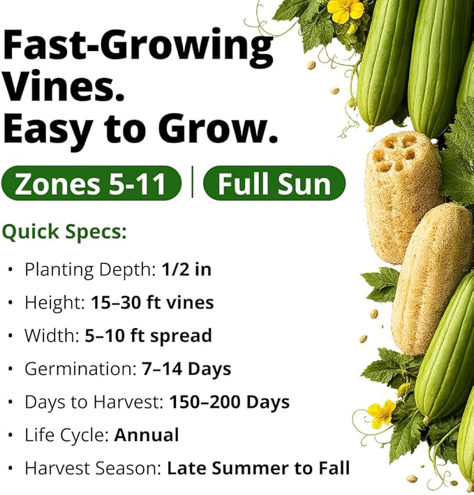 HOME GROWN Luffa Seeds 40 Heirloom Non-GMO Loofah Gourd Seeds for Planting, High Germination, Grow Your Own Natural Bath Sponges, Edible Vining Vegetable Garden, Harvest Young Gourd (Luffa aegyptiaca)
