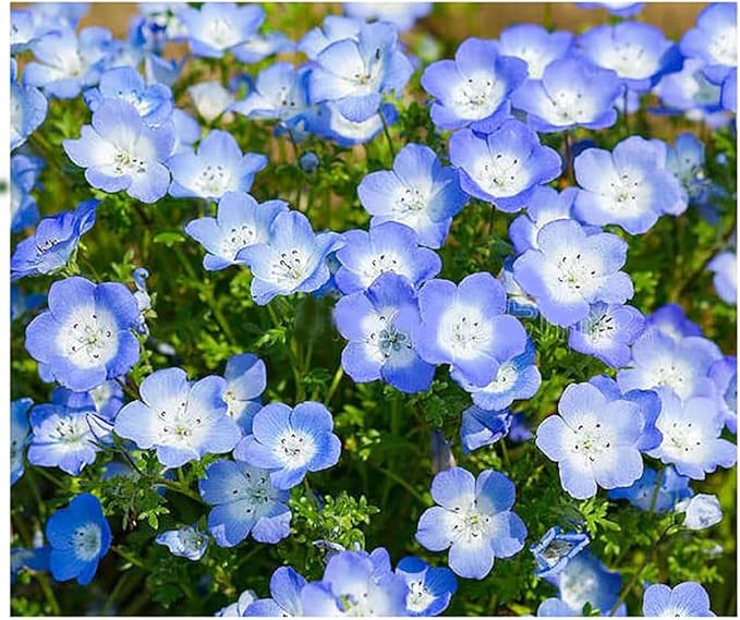 3000 Baby Blue Eyes Wildflower Seeds - California Native Wildflower - Nemophila Menziesii Seed