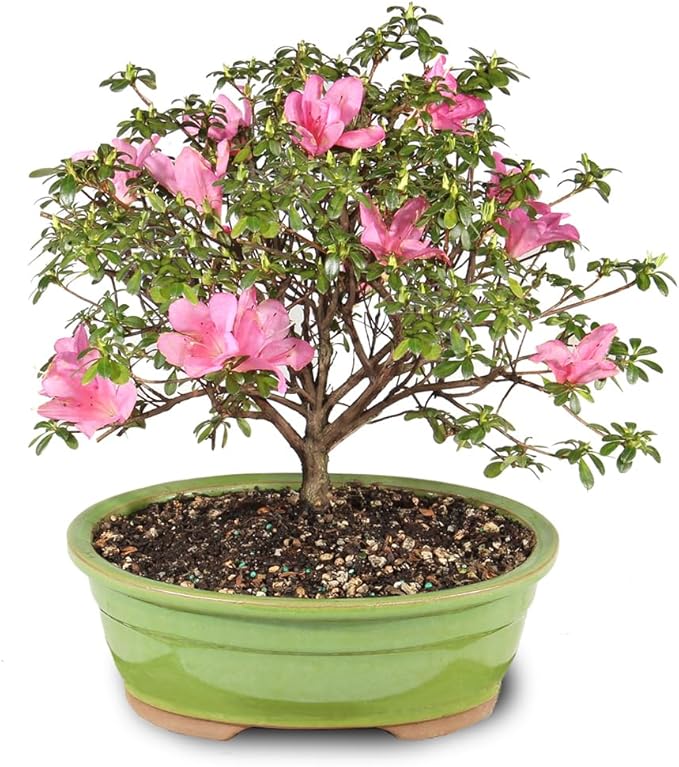 Brussel's Bonsai - Live Satsuki Azalea Flowering Bonsai Tree in Ceramic Bonsai Pot, Outdoor Bonsai Tree Live Plant, 8 Years Old, 10-14 Inches Tall, Easy Care Plant for Patio Garden (Large)