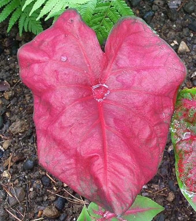 UtopiaSeeds Brandywine Caladium Bulb - Fancy Leaf Caladium - 1 Caladium Root