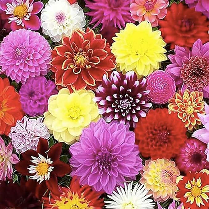 Cafe Au Lait - Dinner Plate Dahlia - 5 Gallon Size Bareroot Tuber Yellow - Large Blooms for Spring Planting 2025 - Ideal for Gardens and Floral Arrangements