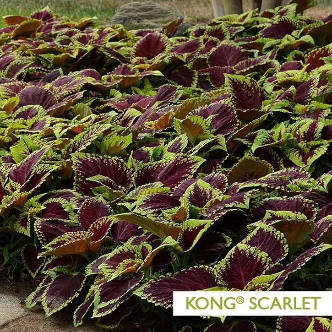 Park Seed Coleus Kong Empire Mix Pelleted Seeds, Extra-Large Foliage in Vibrant Multicolor Shades, Shade-Loving Annual for Containers and Beds, Pack of 15