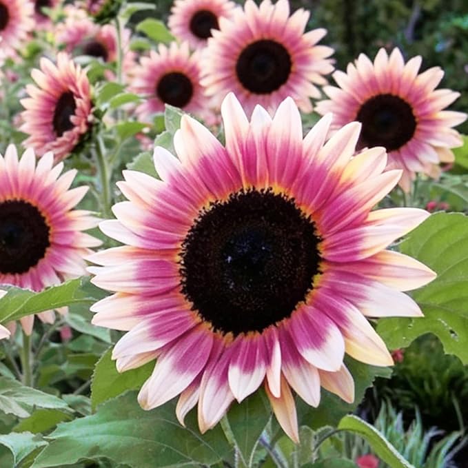 200+ Strawberry Pink Sunflower Seeds – Rare Pink Ornamental Blooms, Open Pollinated, Easy to Grow Flower Seeds for Garden, Outdoor Planting & Landscaping 0.35 Oz