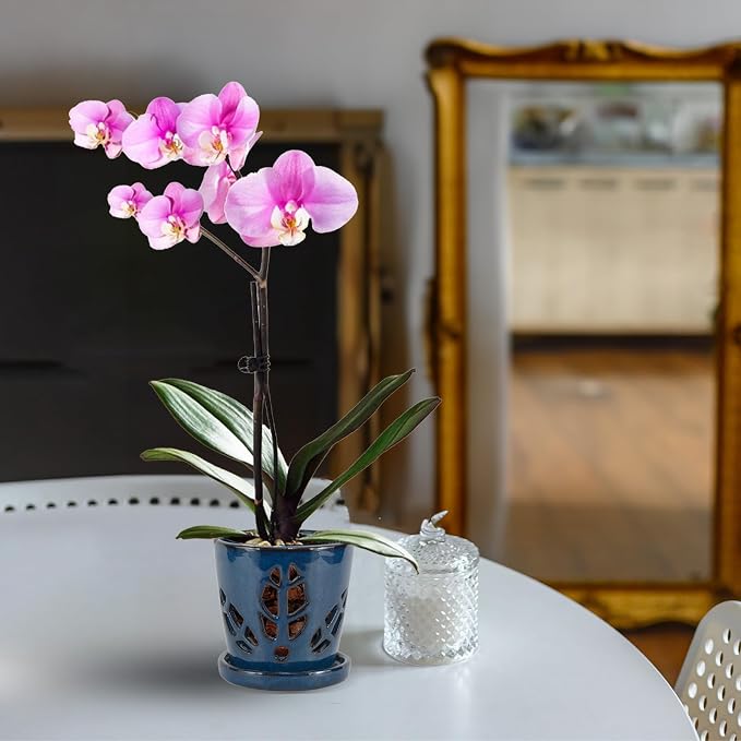 W&W Orchid Pot with Holes and Saucer for Repotting, Blue, 5.5 Inch