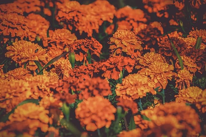 Valley Greene Set of 16 Heirloom Flower Seeds - Non-GMO - 16 Varieties - Assorted Flower Seeds - Individually Sealed Packs