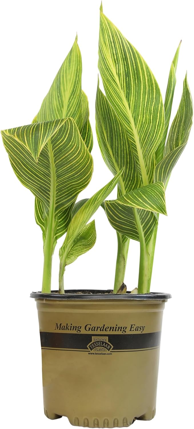 Variegated Canna Tropicana Lily 'Gold', Easy Cannas, Live Lilies for Garden, Striped Tropical Perennial Outdoor Plant, Blooms Orange & Yellow Flowers in 4 qt. Grower Pot by Plants for Pets