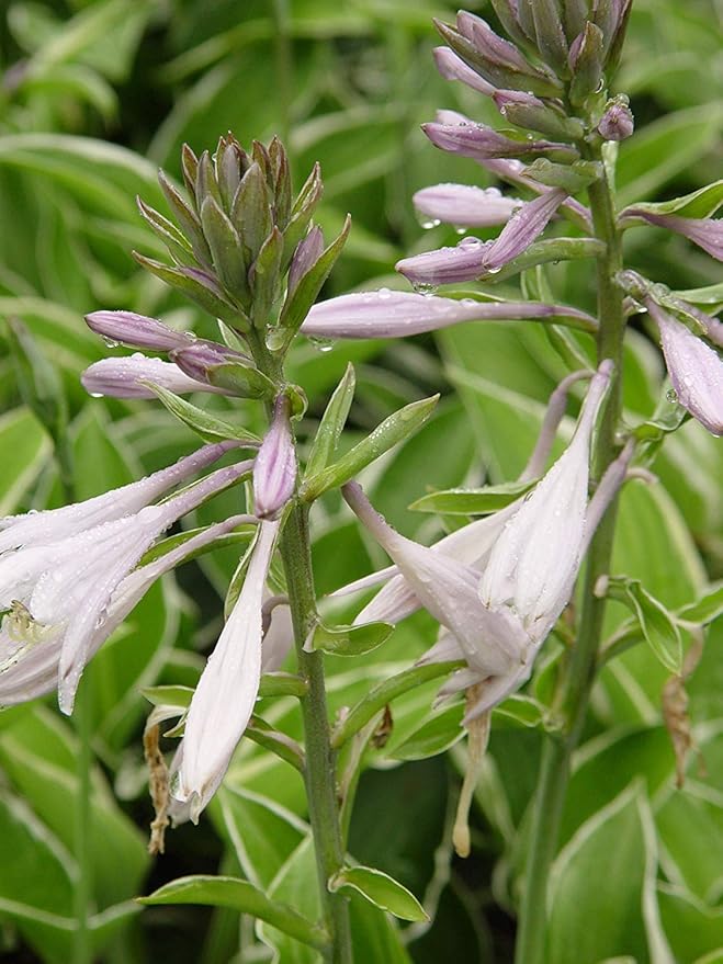 Hosta 'Francee' (Hosta) Perennial, dark green foliage with white edge, 1 - Size Container