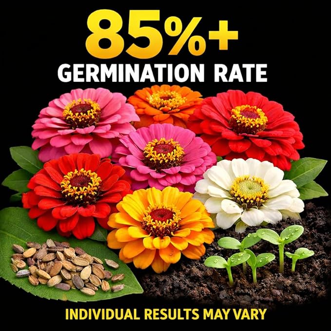 Zinnia Seeds California Giants Package of 10,000 Wildflower Seeds - Wild Flower Seeds Large Bright Blooms, Pure Non-GMO Flower Seeds for Planting, Neonicotinide Free