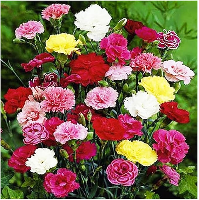 Carnation Chabaud Mix Seeds - 275 Seeds Carnations Have an 8 Week Blooming Period - All Zones