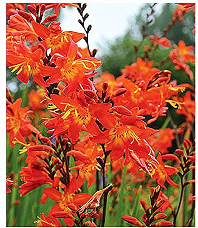 5 Lucifer Crocosmia Blubs - Grows 30-48" Tall.