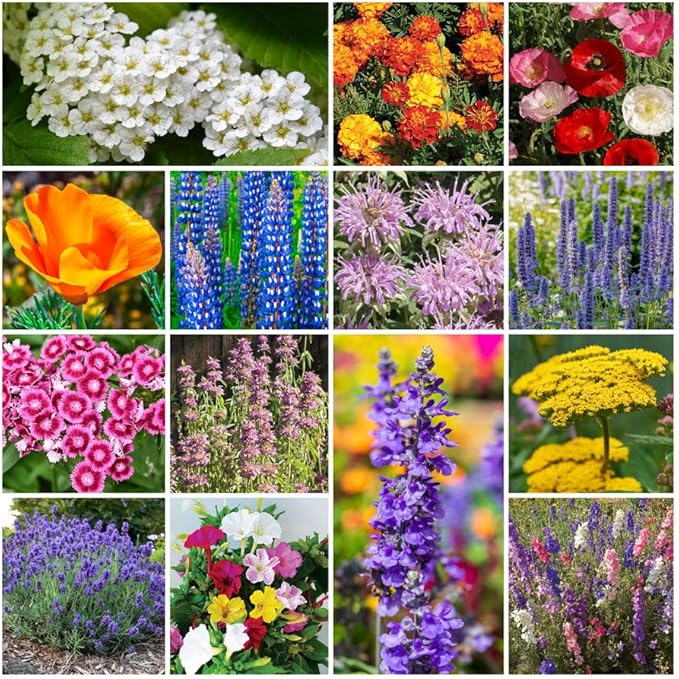 Park Seed Grow Your Own Vibrant Annual and Perennial Wildflower Garden Seed Mixture, Easy to Grow Varieties for Pollinators and Spring Gardens - Deer Resistant Mix, 1/4 lb