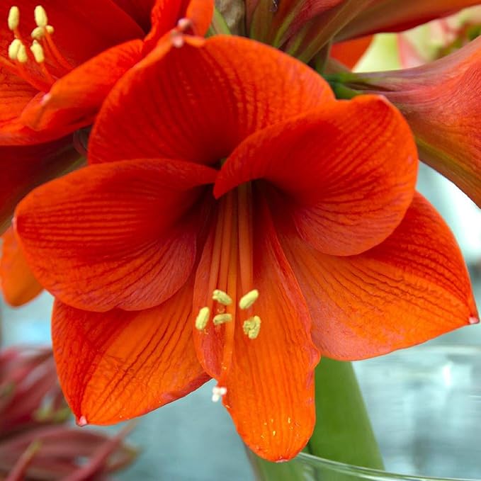 UtopiaSeeds Orange Sovereign Amaryllis Bulb - Gorgeous Orange Amaryllis - One Large Bare Root Bulb