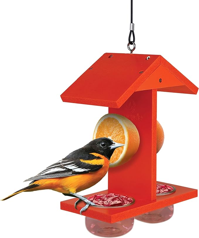 Citrus Sampler Recycled Plastic Orange & Jelly Oriole Bird Feeder for Wild Birds and Outdoor Décor, Dual-Sided Feeding & 2 Removable Glass Dishes & Fruit Spikes, 0.4 Quart Capacity, Orange