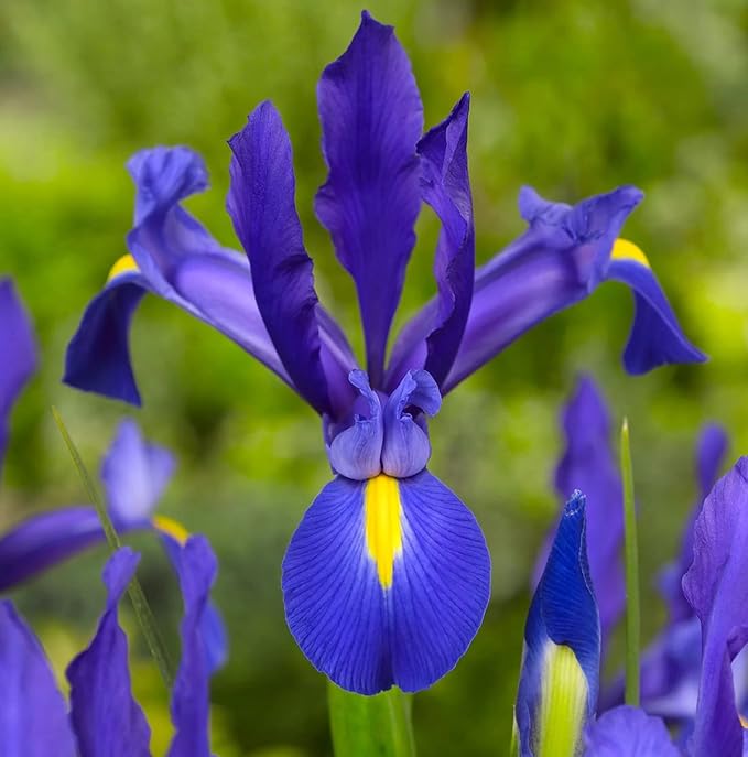 Blue Magic Dutch Iris Bulbs - Perfect Cut Flower Variety, Blue Magic Iris Bulbs for Planting - Sweet Fragrance Iris Flowering Plant (30 Pack)
