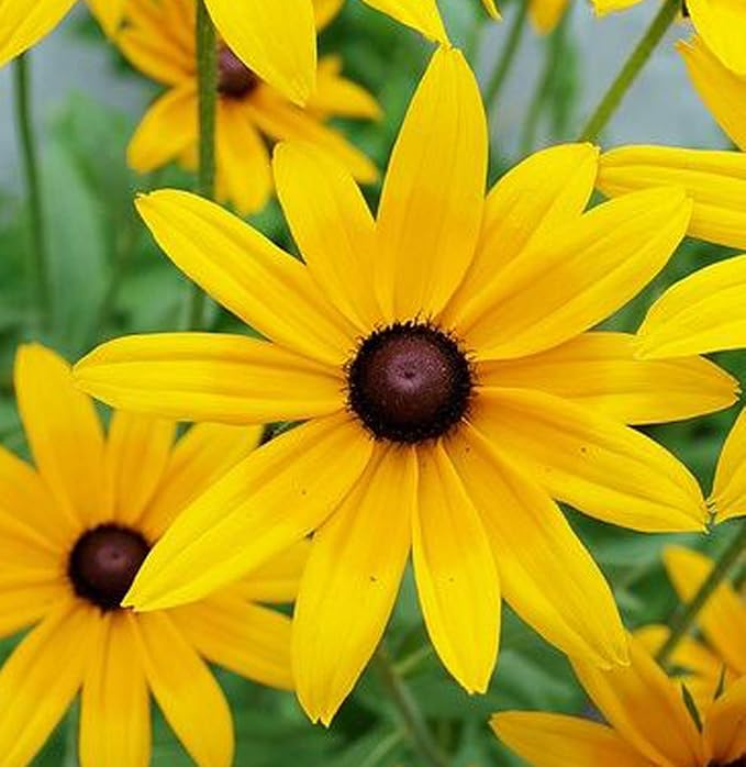 UtopiaSeeds Black-Eyed Susan Seeds - Draught Tolerant Wildflower