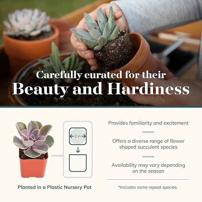 Shop Succulents Blush Rosette Succulent Plant Pack – Live Mini Rosette Succulents, Soft Pastel Colors, Low Maintenance Plants – Wedding Favors, Gifts & Home Decor, 2" Pots