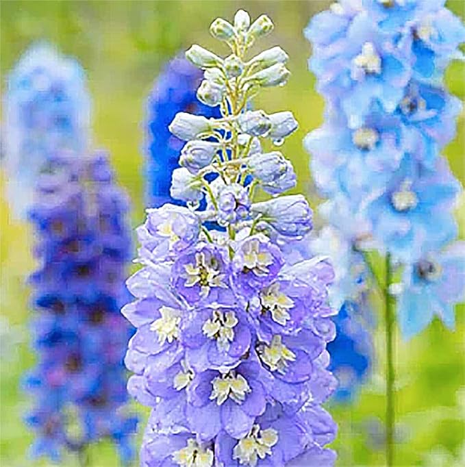 Pacific Giant Delphinium Mixed Colors Seeds - 250+ Seeds