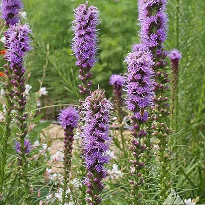 Gayfeather Seeds - Liatris Seeds, 500 Seeds, Blazing Star Plant, Vibrant Perennial Liatris, Ideal for Garden Beds & Borders, Easy to Grow, Stunning Vertical Flowers, Perfect for Landscapes